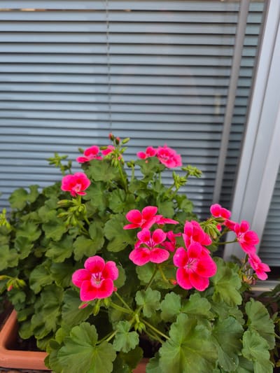 The image shows a potted geranium plant with bright pink flowers and green leaves, placed in front of a closed horizontal blind. The blinds are a neutral grey color and appear to be made of metal. To the right of the blinds, there is a portion of a white vertical structure, possibly a window frame. The pot the plant is in is a terracotta color and partially visible at the bottom left of the image. The scene is outdoors, suggesting a balcony, patio, or windowsill. There are no people or animals present in the image. The location is specified as Barbing, Germany.