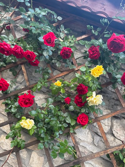 This is a photograph taken outdoors in the city of Zabardo, Bulgaria. The image features a climbing rose bush with multiple red, yellow, and cream-colored roses in bloom. The roses are growing on a wooden lattice structure that is mounted against a stone wall. Many of the rose petals and leaves are speckled with water droplets, suggesting it may have recently rained or been watered. The lighting indicates it is daytime. There are no people or animals visible in the photograph.
