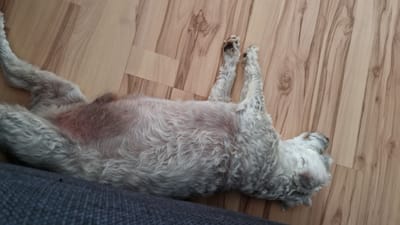 A fluffy, light-colored dog is lying on its back on a wooden floor. The dog's belly is exposed and appears to have some redness. The dog's paws are raised in the air. The floor is made of light-colored wooden planks with a visible grain pattern. Part of a dark gray, textured surface, possibly a sofa or rug, is visible in the lower left corner of the image. The scene appears to be indoors, likely a residential setting. The provided metadata indicates this image was taken in Ichenhausen, Germany.