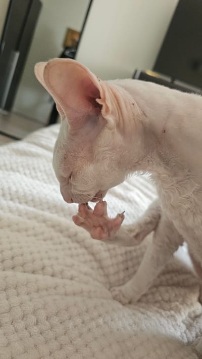 An albino Sphynx cat is grooming its paw while lying on a textured white blanket. The cat's skin is pink and appears to have some dark spots. Its eyes are closed as it focuses on its grooming. The background is blurred, showing hints of furniture and a wall. The scene appears to be indoors. There is no information in the image to indicate the location is in the city of Slengiai, Lithuania.