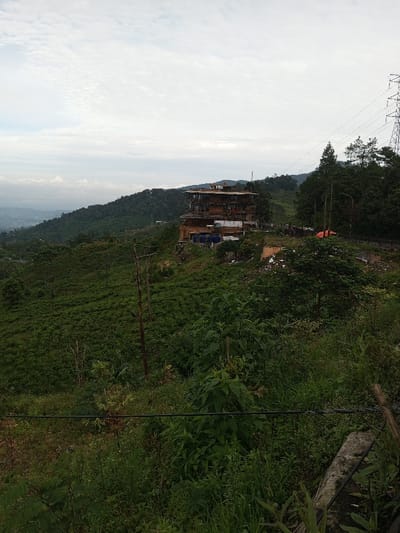 A multi-story building sits on a hillside amidst dense greenery. Tea bushes cover the slope in front of the building. A road winds around the side. A city is visible in the distance under a cloudy sky. Power lines run above the trees on the right. The foreground is filled with shrubs and foliage. A partial concrete barrier and wire fence are visible in the lower right.