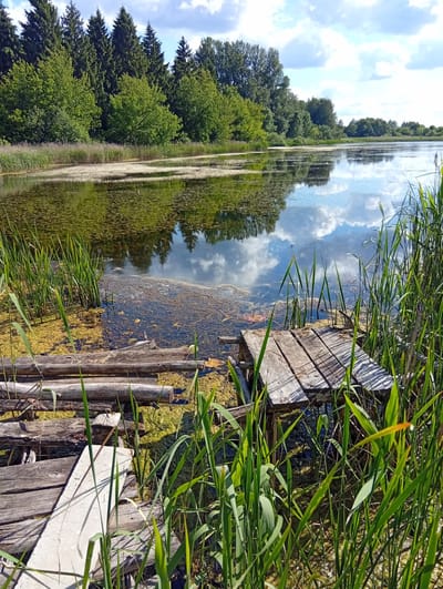 A serene, sunlit day unfolds at a tranquil lake, likely in Micaičiai, Lithuania. Lush green trees, ranging from dense firs to broader deciduous varieties, form a verdant backdrop along the far bank. The lake's surface, reflecting the bright blue sky dotted with fluffy white clouds, is partially covered with scattered water plants and a thin layer of yellow-green algae.
In the foreground, a rustic wooden dock, weathered and showing signs of age, juts out into the water. The planks are worn, and the structure appears partially submerged in places, suggesting it's a well-used, perhaps abandoned, fishing or swimming spot. Beside the dock, tall green reeds and grasses grow thickly, swaying gently in the breeze and adding to the natural, uncultivated feel of the scene. The sunlight casts distinct shadows on the wooden planks and through the reeds, indicating it is likely midday or early afternoon.
Scattered logs lie near the edge of the water, some forming part of the dock's foundation and others resting on the muddy bank, further emphasizing the natural and somewhat wild character of the location. The overall mood is peaceful and still, evoking a sense of quiet solitude and the simple beauty of a summer day in the Lithuanian countryside. There is no visible text in the image.