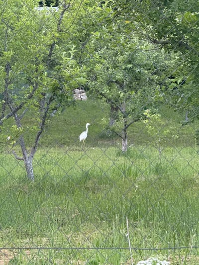 A medium shot captures a white egret standing in a grassy field behind a chain-link fence. The egret is positioned to the right of center in the frame, facing right with its head slightly turned. It has a long neck, beak, and legs, and its body is mostly white. The field is covered in tall green grass, with some patches of lighter green and brown vegetation. In the background, several trees with lush green leaves are visible, along with a low stone wall. The foreground is dominated by the diamond-shaped pattern of the chain-link fence, which is slightly out of focus. The scene appears to be a natural or park-like setting, likely in the village of Lisnyky, Ukraine.