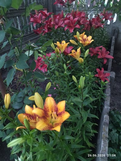 The image depicts a close-up of a garden bed filled with lilies. The foreground is dominated by two open tiger lilies, characterized by their vibrant yellow petals speckled with deep reddish-brown markings. Several lily buds, still green and tightly closed, are interspersed among the blooming flowers. In the background, a dense cluster of dark red lilies provides a striking contrast to the lighter lilies in the foreground.
The lilies are planted next to a weathered gray concrete border. Behind the flowers, a wooden fence with vertical slats is visible, suggesting the edge of the garden. The ground beneath the plants is dark soil. The lighting suggests it is late afternoon or early evening. A date and time stamp at the bottom right corner reads "26.06.2026 21:04". The overall impression is one of a lush and colorful garden in bloom. The setting is outdoors, likely a residential garden in Zavodske, Ukraine, given the provided location context. There are no people or specific events captured; the focus is solely on the floral display.