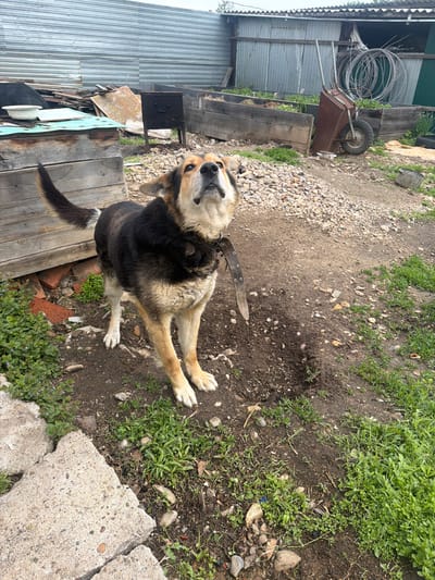 An outdoor shot captures a medium-sized, tri-color dog (black, tan, and white) in what appears to be a rural or semi-rural setting in Valdgeym, Russia. The dog, wearing a studded brown leather collar, is the central subject, sitting or lying with its front paws extended. Its head is tilted upwards and slightly to the left, looking attentively towards the camera with a curious expression.

The ground around the dog is a mix of light brown dirt, small gray and white gravel, and patches of lush green weeds and grass. In the background, a corrugated metal structure, possibly a shed or fence, is visible on the left. Adjacent to it, a rusty brown wheelbarrow containing coiled metal wire or hose stands next to wooden planters with green growth. Further to the right, more dense green foliage and scattered debris contribute to the rustic ambiance. In the foreground on the right, large, broken concrete slabs are visible.

The lighting suggests an overcast daytime, as there are no harsh shadows. The overall scene indicates a functional outdoor space, possibly a backyard or a utility area, characterized by its practical elements and natural, somewhat untamed vegetation. No visible text is present in the image.