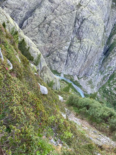 This detailed image captures a steep, rugged alpine landscape near Innertkirchen, Switzerland, observed from a high vantage point looking downwards into a deep valley.

The foreground, occupying the lower-left and central-left portions of the frame, features a very steep, verdant slope. This slope is densely covered with low-growing evergreen shrubs, predominantly **Alpenrose (Rhododendron ferrugineum)**, which displays numerous small, vibrant pink flowers. Scattered among the shrubs are various grey boulders and smaller rocks. A narrow, unpaved dirt trail, indicative of a hiking path, traverses this slope horizontally, weaving through the thick vegetation. Several small conifer trees, likely young larch or fir, are sparsely distributed along the steeper sections of the path.

Mid-ground, towards the center and right, the terrain descends further, transitioning into a mix of grassy patches, scattered larger bushes, and extensive areas of exposed grey rock and scree. A distinctive, luminous turquoise-blue river flows prominently along the valley floor, carving a winding path through the rocky terrain.

The background, dominating the upper-right and central-right, is characterized by towering, massive grey rock faces and sheer cliffs. These geological formations exhibit pronounced layering, deep fissures, and eroded features, revealing the ancient, folded structure of the bedrock. Sparse patches of resilient green vegetation cling to ledges and crevices on these distant rock walls. On the far right side of the valley, a series of white cascades descends the steep rock face, merging with the main turquoise river below.

A brown, quadrupedal animal, resembling a chamois or ibex, is situated on a grassy, rocky slope in the lower-mid-right section, partially camouflaged against the dry earth and vegetation. It appears to be either resting or foraging.

The scene depicts a natural, undisturbed mountainous environment under clear daytime conditions, with no other human subjects or structures visible aside from the narrow trail.