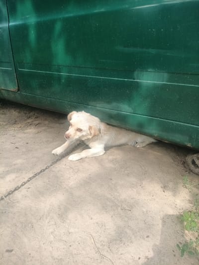 A light-colored dog lies on the ground under a green vehicle, chained to a metal post. The dog is lying down with its front paws extended. The ground is dirt and sand. The vehicle is green and appears to be an older model. The image was taken in Velyka Dymerka, Ukraine.