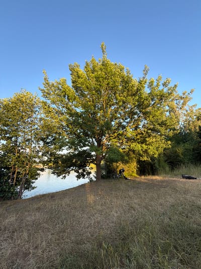 In Horka nad Moravou, Czechia, a scene unfolds by a tranquil body of water under a clear blue sky. A large, mature tree dominates the center of the frame, its branches spread wide, dappled with the warm glow of late afternoon sun. To its left, a cluster of smaller trees stands, their foliage lush and green. The ground leading down to the water is covered in dry, straw-like grass.
Beneath the shade of the large tree, a bicycle is propped up, its frame lean and dark. Next to it, a black backpack lies on the ground, partially obscured by the tree's lower branches. Further to the right, another black bag, possibly a sleeping bag, rests on the dry grass. The water's surface reflects the surrounding greenery and the soft blue of the sky, creating a serene atmosphere. The environment suggests a peaceful outdoor setting, perhaps a park or a recreational area, inviting rest and contemplation.