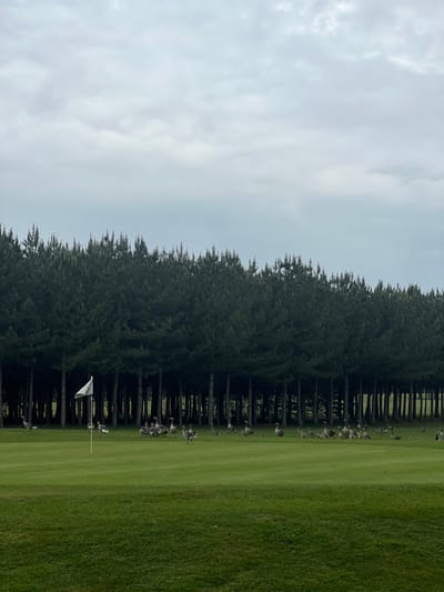 A golf course in Skipsea, United Kingdom (latitude: 53.966, longitude: -0.198) with a row of pine trees lining the back of the course. A group of geese are walking across the green. A single white flag on a pole is standing in the foreground. The sky is cloudy and overcast. The grass is green and well-maintained.