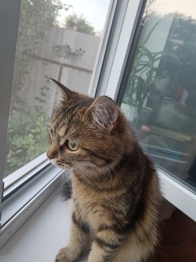 A close-up, eye-level shot shows a tabby cat sitting on a windowsill, looking out of a window. The cat's fur is a mix of brown, black, and tan stripes. Its eyes are a striking green, and its whiskers are long and white. The cat's left ear is pointed upwards, while its right ear is slightly folded back. The windowsill is white and appears to be made of PVC.
The window is divided into two sections. The left section has a screen, which is slightly blurred and shows greenery and a wooden fence in the background. The right section is a glass pane, reflecting some indoor plants and possibly the interior of a room. The exterior view through the glass is also somewhat blurry, suggesting it might be dusk or dawn.
The cat is the primary subject, and its gaze is directed towards something outside the window. The overall mood is calm and contemplative, with the cat appearing alert and curious. The setting suggests a domestic environment, likely a home in Zazymia, Ukraine, given the location context. There is no visible text in the image. The lighting suggests it is either early morning or late afternoon.