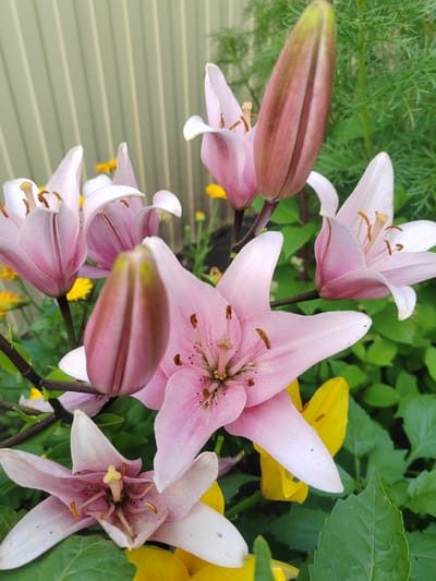 The image features a close-up view of several pink lilies in various stages of bloom, with one large bud prominently in the foreground. The flowers have delicate, elongated petals with darker pink veins and prominent stamens tipped with brown anthers. Some of the lilies are fully open, displaying their intricate centers, while others are still partially closed or in bud form.
Behind the lilies, the background consists of lush green foliage and a few bright yellow flowers, possibly marigolds or similar wildflowers, adding splashes of contrasting color. A pale green, ribbed fence or wall is visible in the upper left portion of the frame, suggesting an outdoor garden setting. The lighting appears to be natural daylight, indicating it could be daytime. The overall mood is serene and natural, focusing on the beauty of the flowers. There is no visible text in the image. The location context is Sedelnikovo, Russia.