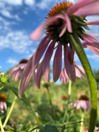 This is a close-up, low-angle shot of a pink coneflower (Echinacea) in a garden setting. The flower's petals are elongated and pointed, with visible veins and a slightly drooping appearance. The central cone is a vibrant orange-brown. The flower stem is green and hairy. In the background, other coneflowers are visible, some in focus and some blurred, along with green foliage and a bright blue sky with white clouds. The image appears to be taken in Parushino, Kazakhstan. The scene is natural and serene, with a focus on the delicate details of the flower.