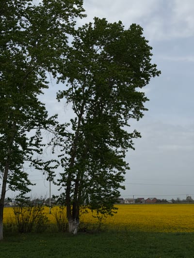 The image shows a view of a rural area near Buinsk, Russia. In the foreground, there are several trees with green leaves. Behind the trees, there is a field of yellow flowers, likely rapeseed or mustard. The field stretches to the horizon, where a few houses and other buildings are visible. The sky is overcast with light gray clouds. Electrical power lines run across the field.