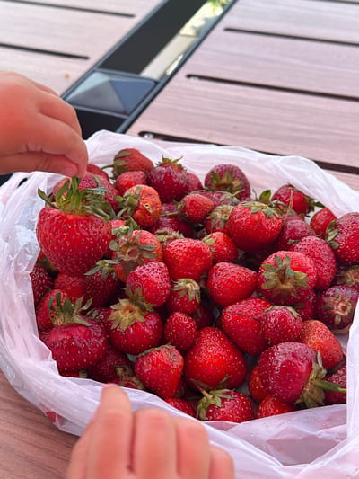 The image captures a close-up, high-angle view of a white plastic bag filled to the brim with numerous fresh, ripe strawberries. The bag is resting on a light-colored wooden slatted surface, which appears to be a table or deck outdoors.
The strawberries are a vibrant red, indicating their ripeness, and many still have their green calyxes (caps) attached. Some berries show small droplets of water, suggesting they are either very fresh or have been recently washed. Two hands, likely belonging to a child due to their size, are visible interacting with the fruit. A small hand on the left is reaching into the bag, gently holding a large strawberry by its stem. Part of another hand is visible on the right side, near the opening of the plastic bag.
The scene is illuminated by bright, natural daylight, indicating it is daytime. The background shows a blurred outdoor setting with a reflective element, possibly a window or a similar surface. The overall impression is one of enjoying fresh produce in a relaxed, possibly garden or home, environment in Ustroń, Poland. There is no visible text in the image.