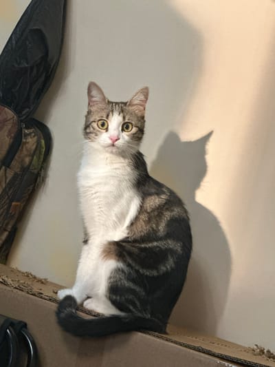 A brown and white tabby cat is sitting on a cardboard box. The cat is facing the camera with its eyes wide open and its tail curled around its body. The cat's fur is short and sleek, and its ears are perked up. A shadow of the cat is cast on the wall behind it. To the left of the cat is a black bag with a camouflage pattern. The environment appears to be indoors, with a plain beige wall in the background. The lighting suggests it is daytime, with a light source casting a shadow. The image is taken at an eye-level perspective. The location is not specified in the image itself.