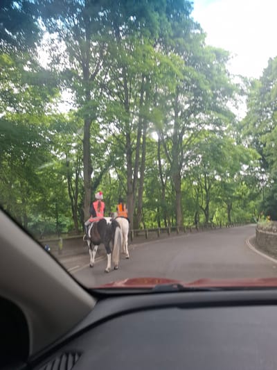 Two horses wearing high-visibility vests are standing on an asphalt road lined with trees. The horse in the foreground is black and white with a pink vest. The horse in the background is white with an orange vest. The scene is viewed from inside a vehicle, as evidenced by the reflections and interior details of a car. The time of day appears to be daytime, with bright light filtering through the trees. The weather seems to be pleasant, with a clear sky visible in parts. The location cues suggest a rural or park-like setting in Richmond, United Kingdom, with lush green foliage and a paved road. There is a stone wall or structure on the right side of the road. No text is visible in the image.