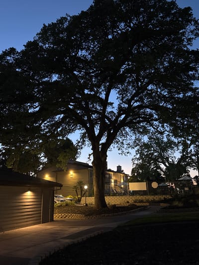 The image shows a large oak tree silhouetted against a twilight sky in Antelope, United States. The tree's branches spread wide, obscuring much of the background. To the left, a low-rise building with horizontally siding is visible, illuminated by two external lights. A paved pathway leads away from the building. In the mid-ground, a fence encloses an area with lounge chairs and umbrellas, suggesting a pool or recreational space. Behind the fence, another building with visible windows and a chimney is present. Palm trees are interspersed with other vegetation. The ground is covered in dark mulch and grass. The lighting indicates it is early evening or late dusk.