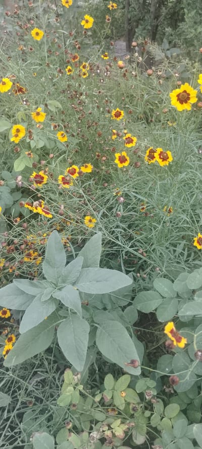 The image shows a close-up view of a garden filled with yellow and red flowers, some of which appear to be Coreopsis. The flowers are clustered together amidst lush green foliage and drying seed heads. In the foreground, a large, broad-leafed plant with silvery-green leaves is prominent. The background is blurred, suggesting a shallow depth of field, with hints of trees and possibly a fence or wall. The overall impression is one of a natural, somewhat wild garden setting. No people or specific urban landmarks are visible. The image does not provide any specific clues to its location within the city of Kasan, Uzbekistan.