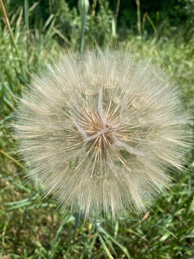 The image shows a close-up, top-down view of a large dandelion seed head, also known as a puffball, against a blurred background of green grass. The seed head is composed of numerous feathery, white and tan filaments radiating outwards from a central point. Each filament appears to have a small seed attached at its base, though the seeds themselves are not clearly discernible. The delicate, airy structure of the seed head is highlighted by the soft lighting, suggesting it is daytime. The background is out of focus, with various shades of green indicating a natural, outdoor setting, likely a field or meadow. There is no visible text in the image. The overall impression is one of natural beauty and the ephemeral nature of plants. The setting is Pereyaslovskaya, Russia.