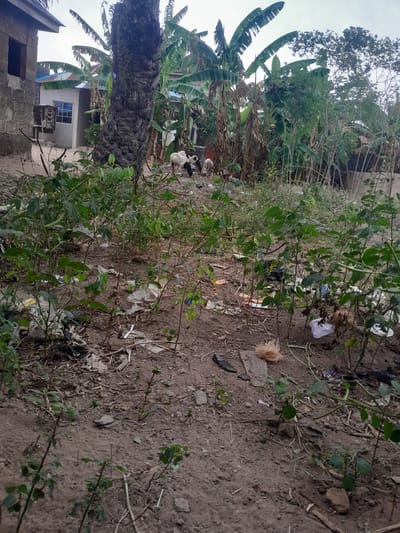This image depicts an outdoor scene in Ifo, Nigeria, characterized by an unpaved, reddish-brown dirt ground with sparse green foliage in the foreground. Scattered across the ground are various pieces of refuse, including white plastic bags, wrappers, and organic debris like dried fibers. In the midground, three goats are observed foraging: two predominantly white goats with brown/black markings, and one darker-colored goat, all positioned near a large, rough-barked palm tree trunk. Behind the goats and the palm tree, dense tropical vegetation, primarily featuring several tall banana trees with large green and dried leaves, forms a natural screen. To the left background, two residential structures are visible: an unfinished concrete block building with an open window aperture, and a smaller, completed structure with light-colored walls, a blue corrugated metal roof, and a single blue-paned window. A small, elevated wooden structure is situated near the finished building. The sky above is overcast. No human presence is observed.