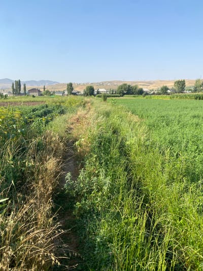 The image depicts a rural landscape in Боғистон, Tajikistan, under a clear blue sky. In the foreground, a narrow dirt path winds between two fields of vegetation. The field to the left is characterized by dry, tall grasses and some scattered brown stalks, suggesting a recent harvest or drought. The field to the right is a lush, vibrant green expanse, appearing to be a crop of alfalfa or a similar forage plant, with dense foliage. In the middle ground, several houses with peaked roofs are visible amongst scattered trees. Further in the distance, rolling hills with dry, golden-brown vegetation form the backdrop, with a few more scattered houses and structures dotting the landscape. The overall scene conveys a sense of agricultural activity and rural life in a relatively dry, arid environment.