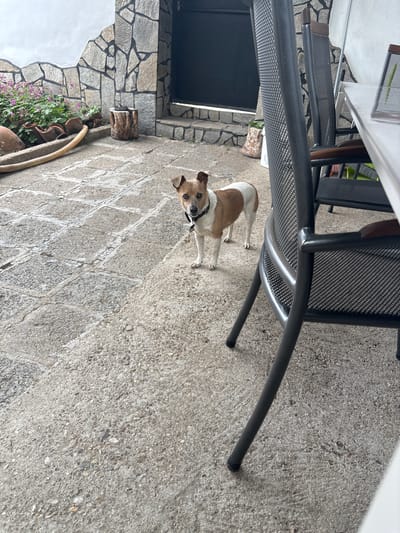 A tan and white dog wearing a black collar is looking at the camera while standing on a gray concrete patio. The patio is paved in a cobblestone pattern. Part of an outdoor dining set with a dark gray metal frame is visible above the dog. In the background, a stone wall is visible, with a dark-colored door or window opening. A large terracotta pot with green plants and some small purple flowers sits along the stone wall. Small pieces of cut wood are near the base of the wall. The location is Novo Zhelezare, Bulgaria.