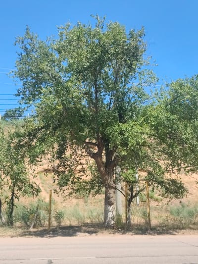 This image depicts a scenic outdoor view under a clear blue sky, suggesting a sunny day. The foreground features a paved road with faint white markings. Behind the road, a dry, sandy embankment is visible, sparsely populated with dry grasses and shrubs, indicating a potentially arid or semi-arid climate. A prominent large tree with dense green foliage stands in the mid-ground, its branches extending widely. To the left of the main tree, another smaller tree is partially visible. In the right mid-ground, a rustic, yellow metal gate with a diamond pattern is set against the embankment, partially obscured by the tree's branches. A thick, grey cylindrical pole, possibly a utility pole, stands to the left of the gate and behind the trunk of the main tree. Faint power lines stretch across the top of the frame against the blue sky. A single wooden post is also visible in the grassy area between the road and the embankment. The scene appears to be a natural or semi-natural landscape, possibly on the outskirts of a populated area given the presence of the road and utility pole. The overall impression is one of a warm, clear day in a dry, open environment. The location is specified as Şardara, Kazakhstan. No people or discernible text are present in the image.