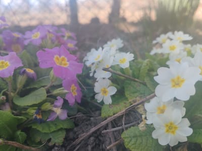 The image displays a close-up ground-level view of flowering plants in Resilovo, Bulgaria, under soft, somewhat hazy light conditions. The foreground features two distinct clusters of primrose-type flowers. On the left, approximately five to seven purple (or magenta) flowers with prominent yellow centers are visible, surrounded by their dark green, textured leaves. To the right, a denser group of white flowers, also with distinct yellow centers, grows amidst similar green foliage. Several small, dry brown twigs or stems are scattered on the dark soil between and around the flower clusters. The background is significantly out of focus, showing blurred shapes consistent with a light-colored wire fence and indistinct vegetation or trees. No human subjects or animals are present.