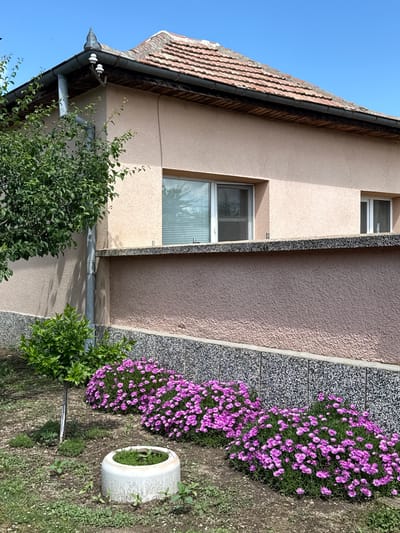 The image depicts an exterior view of a residential building and its garden under a clear blue sky in Vetren, Bulgaria. The building features a light salmon-pink stucco exterior, a tiled roof with terracotta-colored tiles showing some weathering, and a dark grey gutter system with a downspout on the left. A decorative finial-like element is present at the roof corner. Two windows with white frames and internal blinds are visible; one larger on the left and a smaller one to the right. A horizontal concrete cap separates the upper salmon-pink wall from a lower, rougher textured wall, which in turn sits above a speckled dark grey and white aggregate foundation or base.
In the foreground, a garden area features two distinct beds of small, vibrant purple flowers (likely a ground cover type), arranged in front of the speckled wall. To the left, a larger green leafy tree partially obscures the house's corner and downspout. A smaller, trimmed green bush or young tree is planted in the mid-ground. The ground consists of bare soil with scattered patches of green grass and weeds. A weathered white concrete ring, possibly a planter or well casing, containing some green growth, is situated in the lower-center foreground. The scene is brightly lit by direct sunlight, casting shadows from the foliage onto the house wall. No people, animals, or vehicles are present.