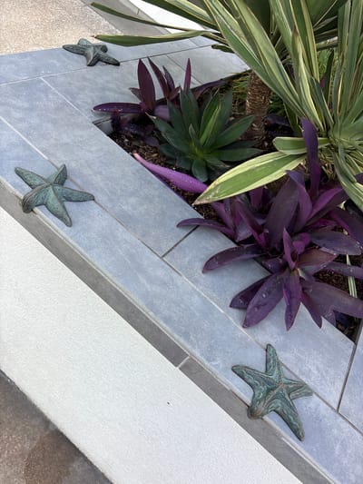 An outdoor garden or landscape feature is depicted from an angled, top-down perspective, showcasing a variety of plants within a raised planter box. The planter is constructed from light gray rectangular tiles, laid in a staggered pattern with visible grout lines.
In the upper left, a large plant with long, strap-like leaves displays a vibrant variegation of green and creamy yellow stripes. Below it, a dark green, spiky-leafed succulent is partially visible. Dominating the center and extending to the right is a cluster of plants with striking deep purple, lance-shaped leaves, some showing small water droplets on their surface.
Adorning the outer edge of the tiled planter are three decorative starfish-shaped ornaments. These metallic figures, possibly made of bronze or brass, exhibit a weathered green and brown patina, suggesting a coastal or marine theme.
The planter borders a textured white wall, likely stucco, which runs diagonally across the lower right portion of the frame. Beyond the white wall, a darker, possibly tiled or concrete, ground surface is partially visible. The scene is bathed in natural daylight, and there is no human activity or visible text. The overall arrangement suggests a well-maintained, decoratively themed outdoor space, fitting for a coastal location like Huntington Beach, United States of America.