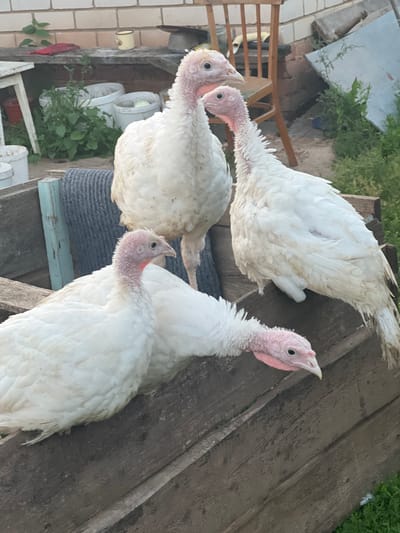 Three white turkeys are standing on wooden planks outdoors. The turkeys have pinkish-red necks and wattles, and their eyes are black. The one on the right is facing the viewer, with its head slightly tilted. The turkey in the middle is also facing the viewer but is partially obscured by the turkey on the right. The turkey on the left is facing away from the viewer and is mostly out of frame. The background shows some greenery, a brick wall, and a wooden chair. The scene appears to be in a rural or farm setting, likely during daylight hours given the lighting. No text is visible in the image.