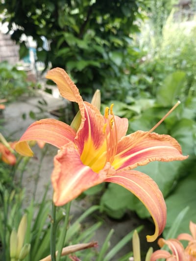 A close-up, medium shot captures an orange and yellow daylily in bloom, set against a blurred background of lush green foliage. The flower's petals are a vibrant orange with streaks of deep red and bright yellow near the center. Pollen is visible on the stamens. The image is taken outdoors, likely in a garden setting, with hints of a path and possibly a building in the background, suggesting a residential area. The soft lighting indicates it could be daytime, possibly overcast given the diffused light. The focus is entirely on the flower, highlighting its delicate beauty and intricate details. There is no visible text or human presence in the frame. The scene evokes a sense of natural beauty and tranquility.