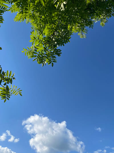 The image shows a clear blue sky with some green leaves from trees in the upper left and upper right corners. In the lower portion of the image, there are a few fluffy white clouds. The scene appears to be an outdoor setting, likely during the daytime. There are no people, animals, or man-made structures visible in the image. The overall impression is one of a peaceful, natural environment. The location is not specified in the image, and therefore cannot be determined.