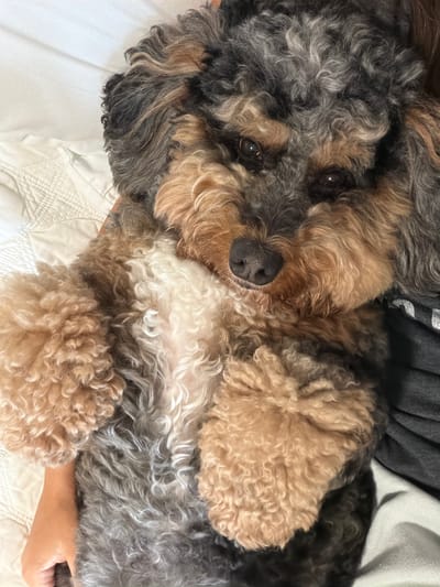 An adorable toy poodle with curly, multi-colored fur (black, grey, tan, and white) is lying on its back on a white quilted surface, possibly a bed or couch. The dog's paws are curled upwards, and its head is tilted slightly, looking towards the camera with its dark eyes and black nose prominent. A person's arm and hand are visible at the bottom left of the frame, gently resting on the dog's body. The background is out of focus but suggests an indoor setting with soft lighting. The location is Pinecrest, United States of America.