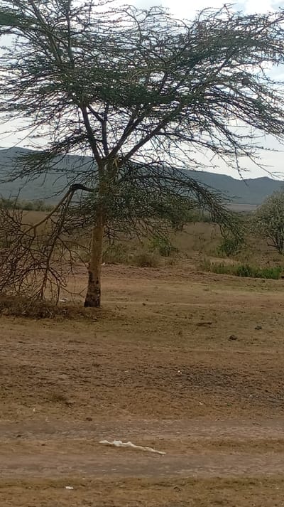 The image captures a static, natural outdoor scene, likely a semi-arid or savanna landscape. The central focus is a medium-sized tree, positioned slightly to the left of the image's vertical center. This tree has a relatively slender, light-colored trunk, possibly pale yellow or tan, with some darker markings near its base. Its branches are numerous, thin, and spread widely, giving the tree a somewhat sparse, sprawling canopy. While many branches appear bare, others are covered with small, green leaves, indicating it might be a deciduous or semi-deciduous species like an acacia.
The ground in the foreground is predominantly dry, reddish-brown earth, showing signs of wear or unevenness, possibly from foot traffic or vehicle tracks. There are very few patches of dry, light-colored grass. Near the bottom edge of the image, slightly to the left of center, a piece of white material, possibly plastic litter, is visible on the ground.
In the mid-ground, the dry terrain continues, with some low-lying bushes and sparser vegetation scattered across the landscape. The background features rolling hills or distant mountains that appear hazy and muted in color, shades of grey-blue, suggesting distance and possibly atmospheric haze. The sky above is bright but uniformly light grey, indicating an overcast day or a sky filled with high, thin clouds, without direct sunlight casting sharp shadows.
No specific activity or event is taking place, and there are no people or animals visibly present. The overall impression is one of a quiet, natural environment under a diffuse, daylight sky. No text is visible in the image.