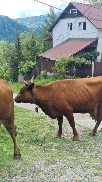 In Verkhovskoye, Russia, two brown cows stand on a gravel road partially covered by grass. The cow in the foreground faces left, its head turned towards the viewer, with a bell hanging from a rope around its neck. It has a collar and has horns. The other cow is partially visible on the left side of the frame, facing away from the viewer. Behind the cows, a white house with a brown-tiled roof and a corrugated metal fence is visible. The landscape is mountainous and covered with dense green forest under a cloudy sky.