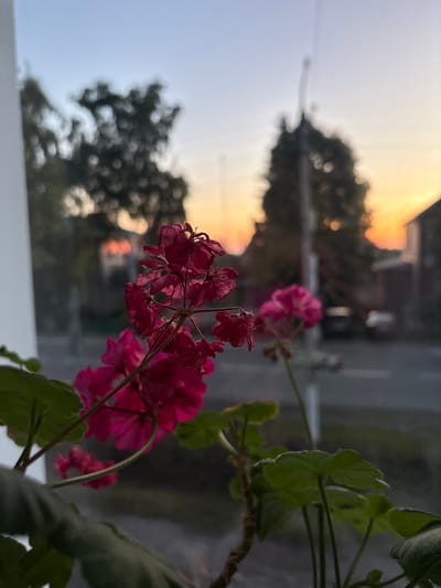 A close-up, low-angle, outdoor photograph depicts a cluster of wilting, deep pink flowers in the foreground, with blurred green leaves visible. Behind the flowers, through what appears to be a window, a suburban street scene unfolds. A road with passing vehicles is visible, flanked by houses and trees. The sky displays a gradient of soft blues and oranges, indicative of a sunset. The overall impression is one of a serene, quiet evening in a residential area, possibly within the city of Alexeyevskoye, Russia.