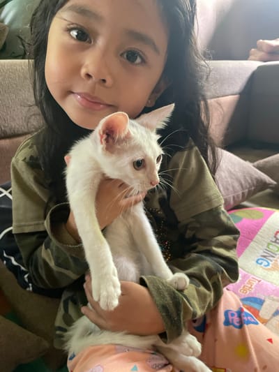 A girl is holding a white cat. The girl has long, dark hair and is wearing a camouflage jacket. The cat is looking up to the right. The background includes a sofa and a pillow with children's designs. The location is Hijo, Philippines.