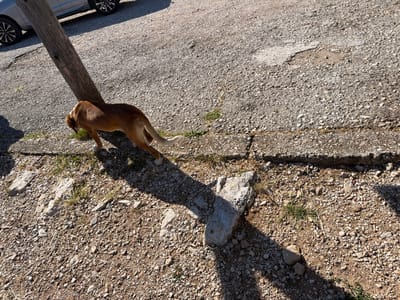 A brown dog with white paws and tail stands on a gravelly surface next to a wooden post. The dog is facing away from the camera and towards the right side of the frame. Its body is angled, with its head lowered as if sniffing the ground. In the background, a portion of a silver car with black rims is visible on a paved surface. The environment appears to be outdoors, likely in a rural or semi-urban area. The lighting suggests it is daytime, with strong shadows cast by the post and the dog. There are scattered rocks and sparse vegetation on the ground. The location is identified as Ponikvica, Montenegro.