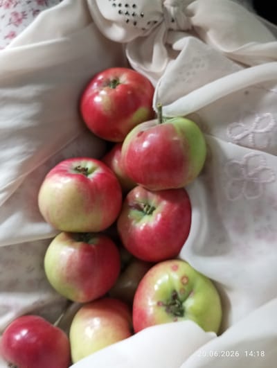 A close-up, high-angle shot shows a pile of red and green apples nestled within a white, textured fabric. The fabric appears to be draped, creating folds and shadows that surround the fruit. Some of the apples display a gradient of color, transitioning from green to red. The lighting is soft, suggesting an indoor setting or diffused natural light. The bottom right corner of the image includes a timestamp reading "20.06.2026 14:18." There are no people or animals present in the image. The specific location within the city of Nayman, Kyrgyzstan cannot be determined from the visual information provided.