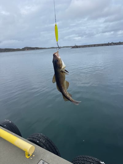 An overhead shot captures a freshly caught fish dangling by its mouth from a fishing lure. The fish, with its mouth agape, is suspended mid-air, showcasing its spotted brown and white scales and distinct lateral line. Below the fish, a yellow fishing lure with a metallic sheen is attached to the fishing line. The background features a serene body of water, a rocky shoreline, and a cloudy sky, suggesting a cool, overcast day. The scene is set at a dock, with a yellow railing and several black tires visible in the foreground, likely used as bumpers. The overall ambiance is one of successful angling in the natural beauty of Lovund, Norway.