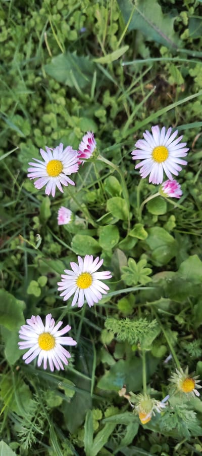 The image shows a close-up view of several daisies with white petals and yellow centers, interspersed with green grass and foliage. The daisies are varied in their bloom stage, with some fully open and others partially closed or budding. The background consists of lush green vegetation, suggesting an outdoor natural setting. The lighting appears natural, casting soft shadows and highlighting the textures of the petals and leaves. The overall impression is one of a serene, natural landscape. The image is captured from a top-down perspective.