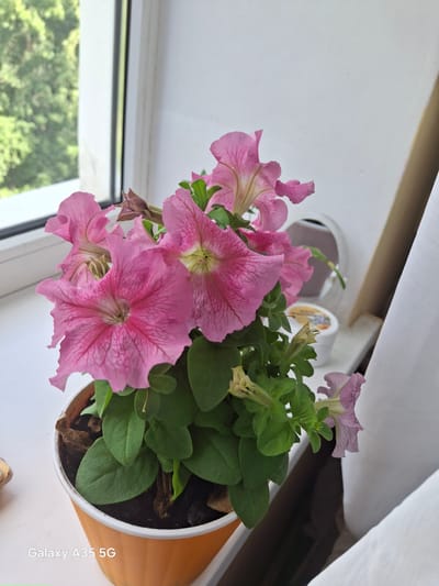 A potted pink petunia plant sits on a windowsill in Zviahel, Ukraine. The plant has several blooming flowers and green leaves. Outside the window, a blurry green tree can be seen. To the right of the plant, a white curtain hangs. A small white container with a yellow label is visible on the windowsill behind the plant. The bottom left corner of the image has a watermark that reads "Galaxy A35 5G".