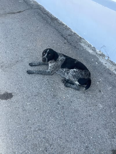 A medium shot from a high angle shows a dog lying on asphalt. The dog has black and white speckled fur and is curled up on its side. Its head is turned towards the viewer, and its eyes are open. The asphalt is gray and textured with small pebbles. To the left of the asphalt is a light blue wall with peeling paint. The scene appears to be outdoors during the day. There is a shadow on the asphalt to the right of the dog. There is no visible text in the image. The overall impression is one of a calm, perhaps resting dog in an urban or outdoor setting.