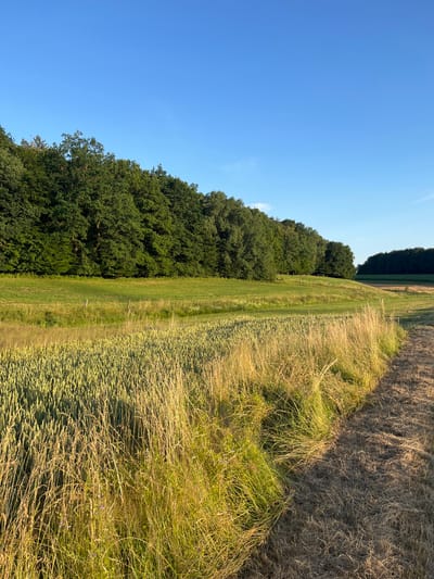 A landscape photograph captures a sunlit field with a line of trees in the background. The foreground features a field of wheat, with taller dry grass growing alongside it. Beyond the wheat field, a rolling green meadow stretches towards the treeline. The trees are dense and lush, forming a dark green wall against the bright blue sky. The scene is bathed in the warm golden light of either sunrise or sunset, casting long shadows and highlighting the textures of the grass and wheat. The location is in Wiera, Germany.