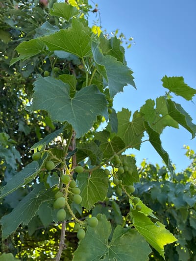 The image shows a close-up of a grape vine with small, green grapes beginning to form on the vine. The leaves are large and green, with visible veins. The background is a clear blue sky, with some out-of-focus greenery suggesting more foliage. Sunlight filters through the leaves, creating bright highlights. The scene is captured outdoors, likely in a garden or vineyard. The image does not provide any information about the city of Zhirnov, Russia.