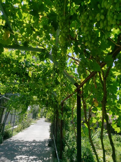 The image depicts a shaded walkway under a grape arbor in Karabair, Uzbekistan. Sunlight filters through the lush green leaves and bunches of unripe green grapes, casting dappled shadows on the concrete path. The walkway extends into the distance, flanked by dense vegetation and a low, grey wall on the left. Metal support structures for the arbor are visible, along with the thick trunks of grapevines. The scene conveys a sense of natural abundance and a tranquil, outdoor setting.