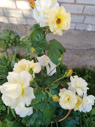 This media file features a cluster of pale yellow and white roses in various stages of bloom. The roses are the primary subjects, with several fully opened flowers and a few buds. The flowers have numerous delicate petals and some of the yellow roses display a reddish-brown center. Lush green leaves with a waxy sheen surround the roses, and several unopened buds are visible, some tinged with orange and yellow.
The setting appears to be an outdoor garden, with a brick wall forming the background. The wall is constructed of light-colored bricks and shows signs of weathering. Green grass and other low-lying plants are visible beneath and around the rose bush, suggesting a natural or cultivated garden environment.
There are no people or animals in the image. The scene is static, focusing solely on the roses and their immediate surroundings. The lighting suggests it is daytime, possibly late afternoon or early morning due to the soft illumination and gentle shadows. The overall mood is peaceful and natural, highlighting the beauty of the blooming flowers. No text is visible in the image.