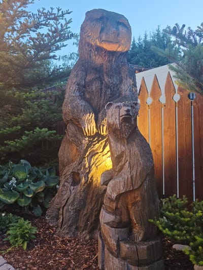 The image depicts two large, intricately carved wooden bear sculptures in a garden setting. The larger bear stands upright, while a smaller bear sits in front of it, carved from the same wood and appearing to be interacting with it. Both sculptures are illuminated by a warm, golden light source positioned between them, highlighting the wood grain and carving details.
Behind the sculptures is a rustic wooden fence with pointed tops and circular cutouts, characteristic of traditional Bavarian style. To the left of the bears are lush green hosta plants and other low-lying vegetation, mulched with wood chips. To the right, a dense evergreen shrub provides a contrasting texture. In the background, tall evergreen trees and a portion of a white building are visible against a clear, pale blue sky. The overall impression is that of an art installation or decorative garden feature. This scene is located in Schwangau, Germany.