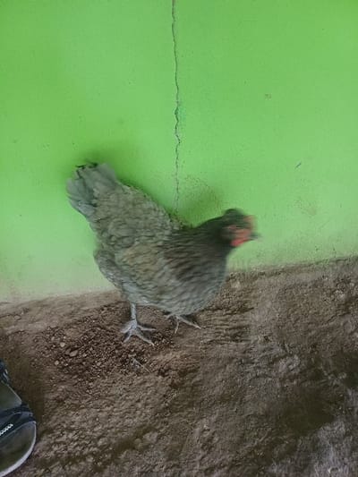 The image displays a domestic fowl, identified as a chicken, positioned against a lime-green painted wall within a dirt-floored environment in Cotorra, Colombia. The chicken, occupying the lower-center of the frame, has mottled dark gray and brownish-gray feathers and an indistinct, reddish head area, suggesting slight motion or shallow focus. Its yellow-gray legs and three-toed feet are planted on dark brown, uneven soil that features small clods and loose debris. The background wall is painted a vibrant lime-green, exhibiting a distinct vertical crack or fissure running from top to bottom. A dark-colored sandal or open-toed shoe is partially visible in the bottom-left corner, indicating human presence. No direct interaction is occurring between the fowl and the visible footwear.
